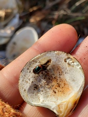 Kuschelina gibbitarsa