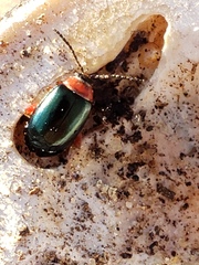 Kuschelina gibbitarsa