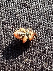 Kuschelina gibbitarsa