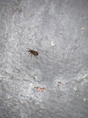 Curculionoidea