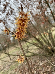 Hamamelis vernalis