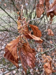 Hamamelis vernalis