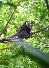 Callithrix geoffroyi