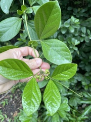 Bignonia magnifica, photograph (c) Lisa Bennett, some rights reserved (CC BY)