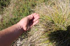 Carex longebrachiata