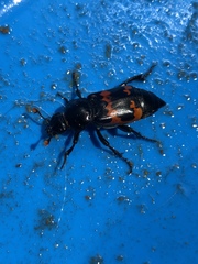 Nicrophorus marginatus