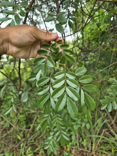 Brachypterum scandens observed 2026-04-15