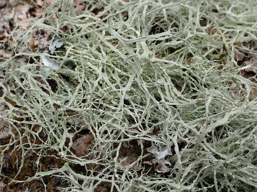 Farinose Cartilage Lichen
