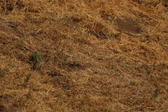 Thomomys umbrinus