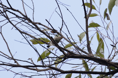 Scarlet Myzomela (Myzomela sanguinolenta), photo 5