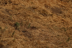 Thomomys umbrinus