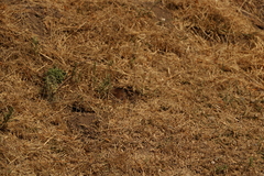 Thomomys umbrinus