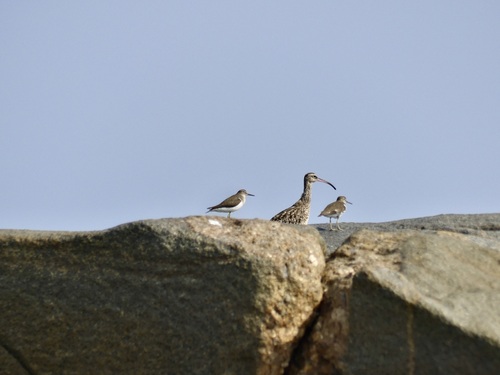 Eurasian Whimbrel