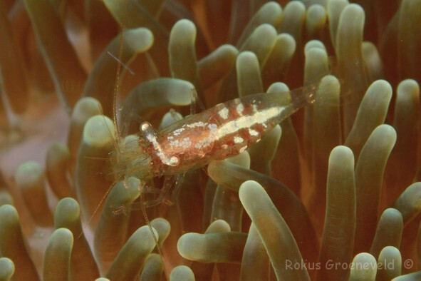 Periclimenes albolineatus