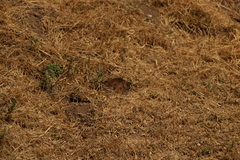 Thomomys umbrinus
