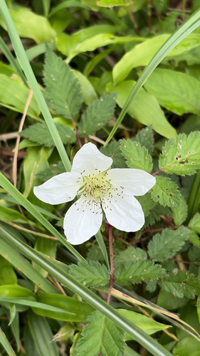 Rubus croceacanthus iNat (3)