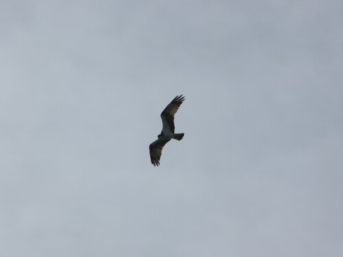 Avistamiento Águila pescadora (Marismas Tinto-Odiel)