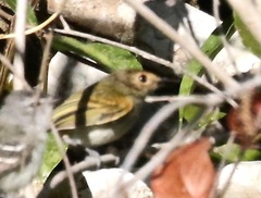 Poecilotriccus latirostris
