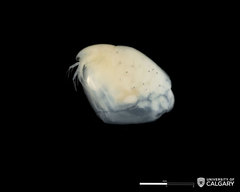 Simocephalus vetulus