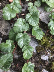 Rubus tricolor