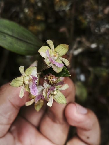 Dendrobium amphigenyum Ridl. 2