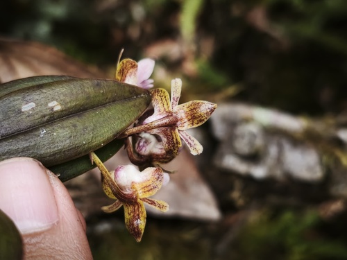 Dendrobium amphigenyum Ridl. 3