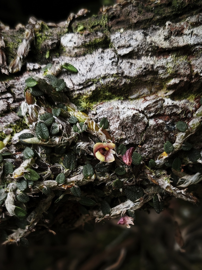 Dendrobium eruciforme Schuit., Saputra & Wanma