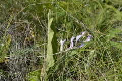 Astragalus pallescens