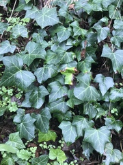 Hedera helix