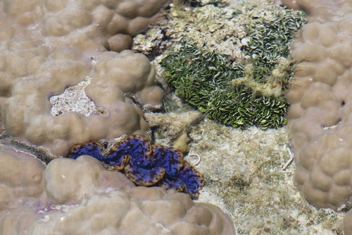 Small Giant Clam — seen at this dive site