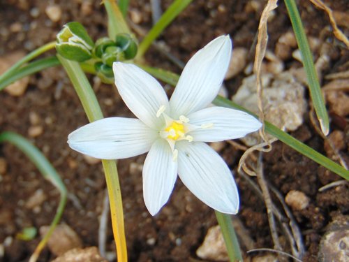 Ptičje mlijeko (Ornithogalum)