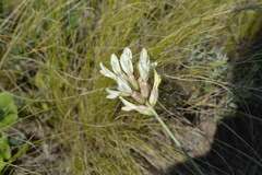 Astragalus albicaulis