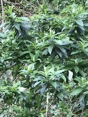Buddleja davidii