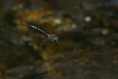 Austroaeschna pinheyi