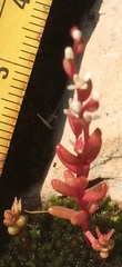 Sedum microcarpum
