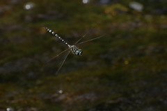 Austroaeschna pinheyi