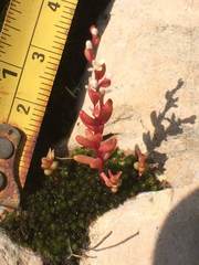 Sedum microcarpum