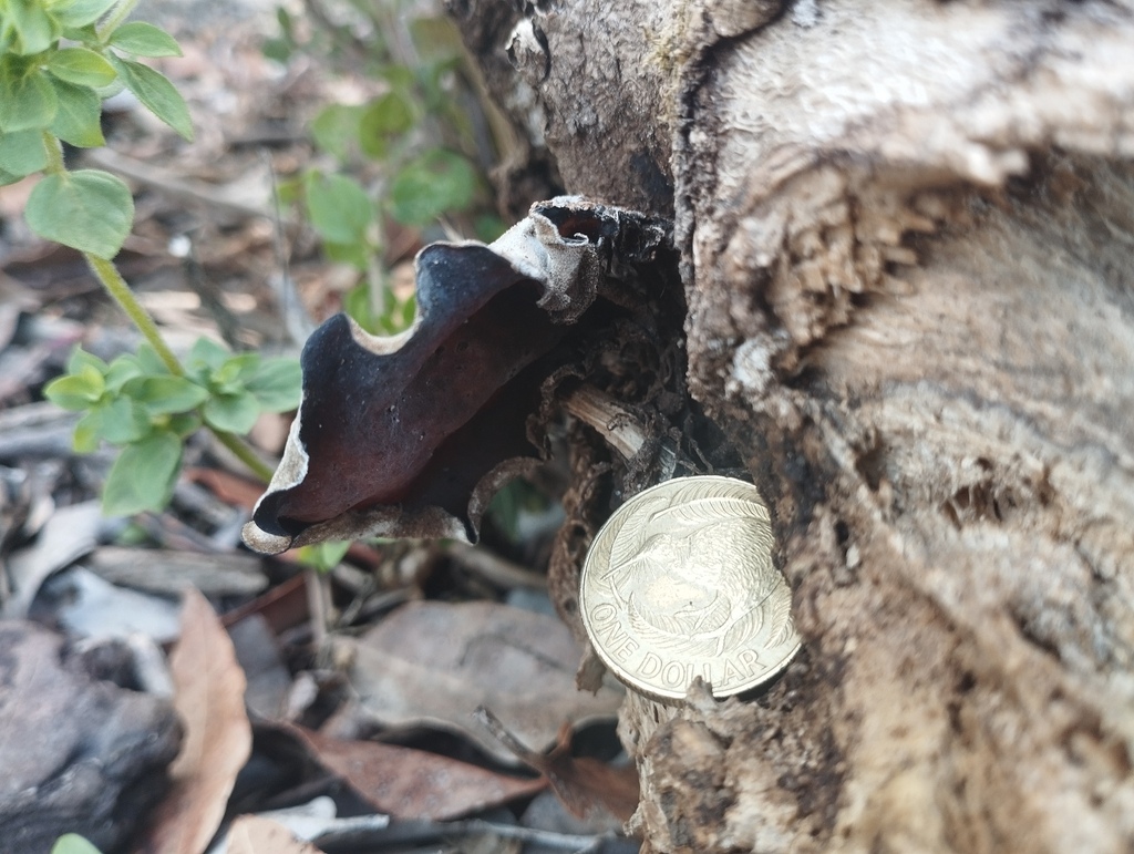 Auricularia cornea · April 2026 · photo: © geoffr (iNaturalist, cc0)