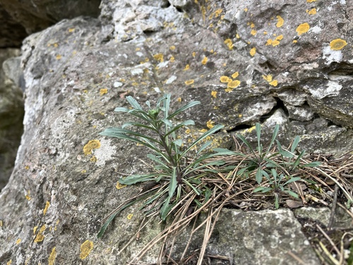 Erysimum crepidifolium (Erysimum crepidifolium)