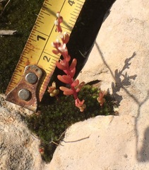 Sedum microcarpum