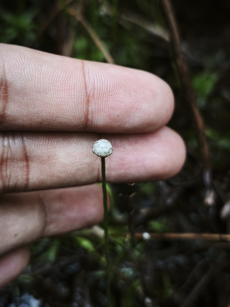 Eriocaulon zollingerianum (Eriocaulon zollingerianum)