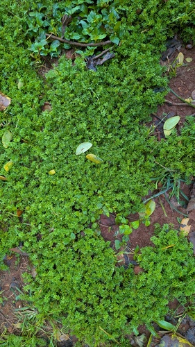 Soliva sessilis observed 2026-04-14