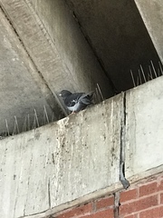 Columba livia domestica