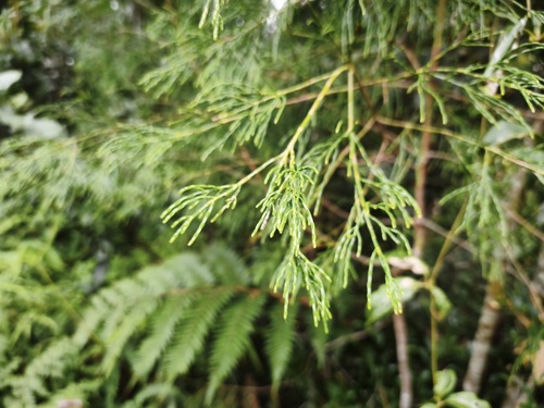 Gymnostoma papuanum observed 2026-02-15