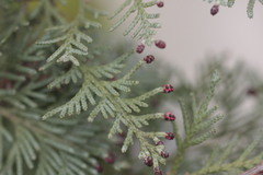 Chamaecyparis lawsoniana