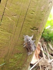 Lepidoptera
