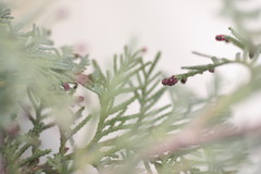 Chamaecyparis lawsoniana