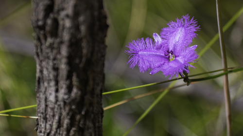 Thysanotus tuberosus, photograph 3