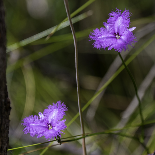 Thysanotus tuberosus, photograph 2