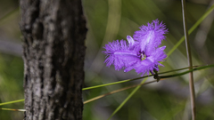 Thysanotus tuberosus, photograph (c) rjtizard, some rights reserved (CC BY)